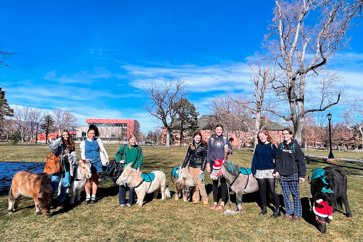 Miniature Horses on Campus, Dec. 4. Photo by Amanda Minervini