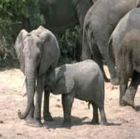 Elephant Lunch