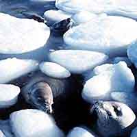 Seals