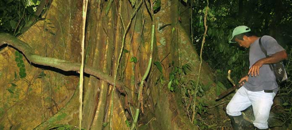 Ecuador rainforest tree buttressing.
