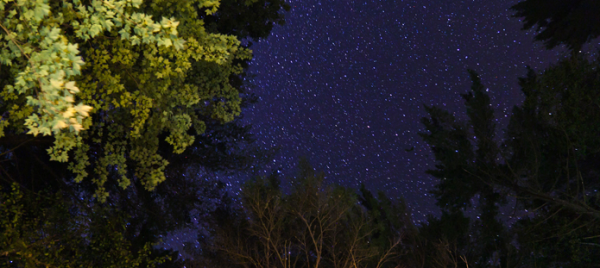 Photos of trees against a starry night sky