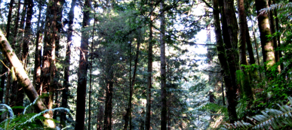 Photo of trees in a forest