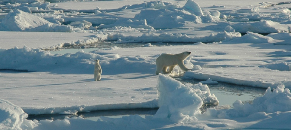 Photo of polar bears on a snowy landscape