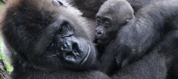Gorilla with a gorilla baby