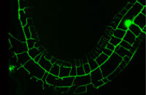 Molecular Biology