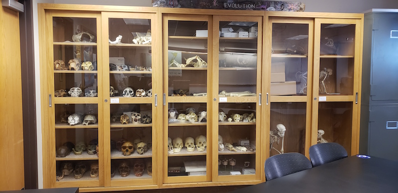 Primate and fossil hominin skeletal replicas in the Hess Physical Anthropology classroom (405) <span class="cc-gallery-credit"></span>