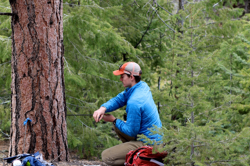 An anthropology major taking a tree core sample for dendrochronological analysis (tree-ring dating). <span class="cc-gallery-credit"></span>