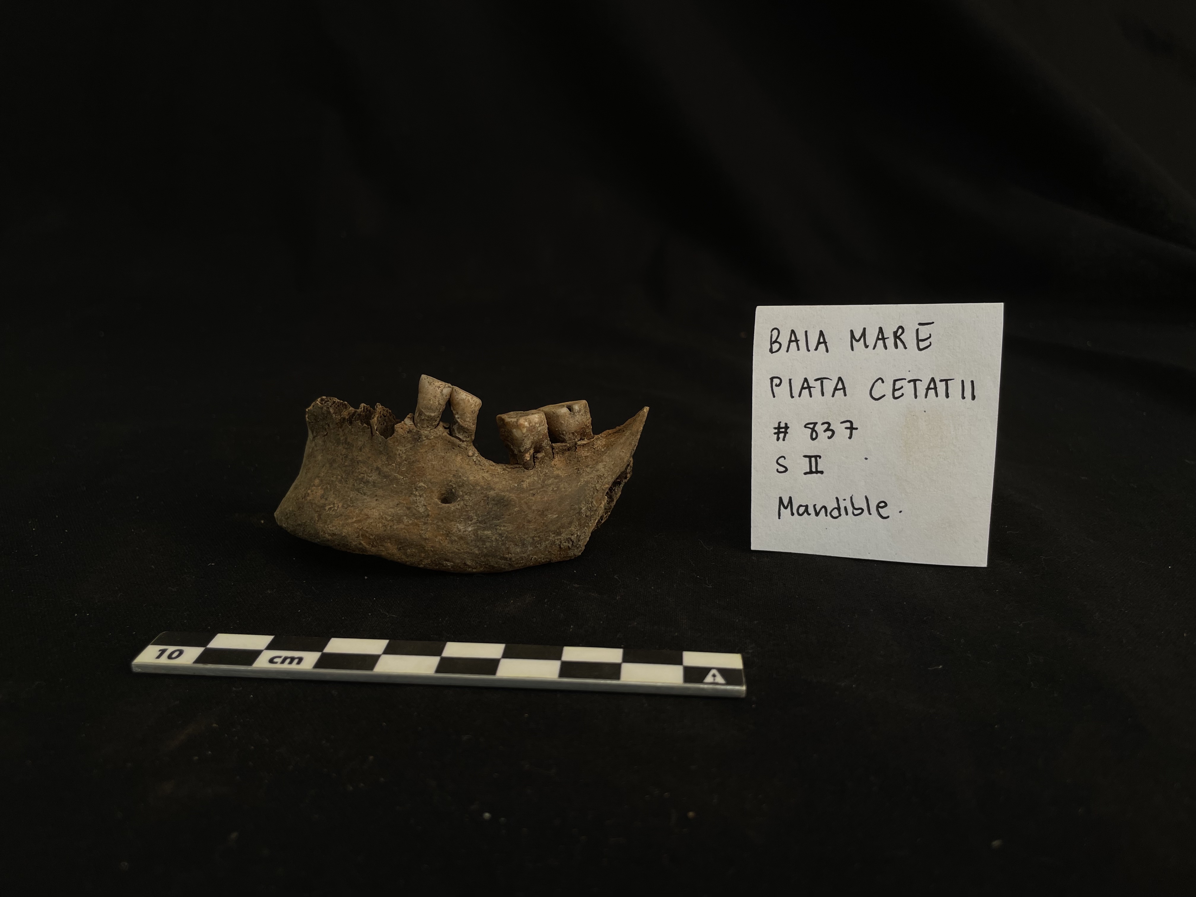 Lower jaw of an animal displayed with a professional black background and cm measuring tape.