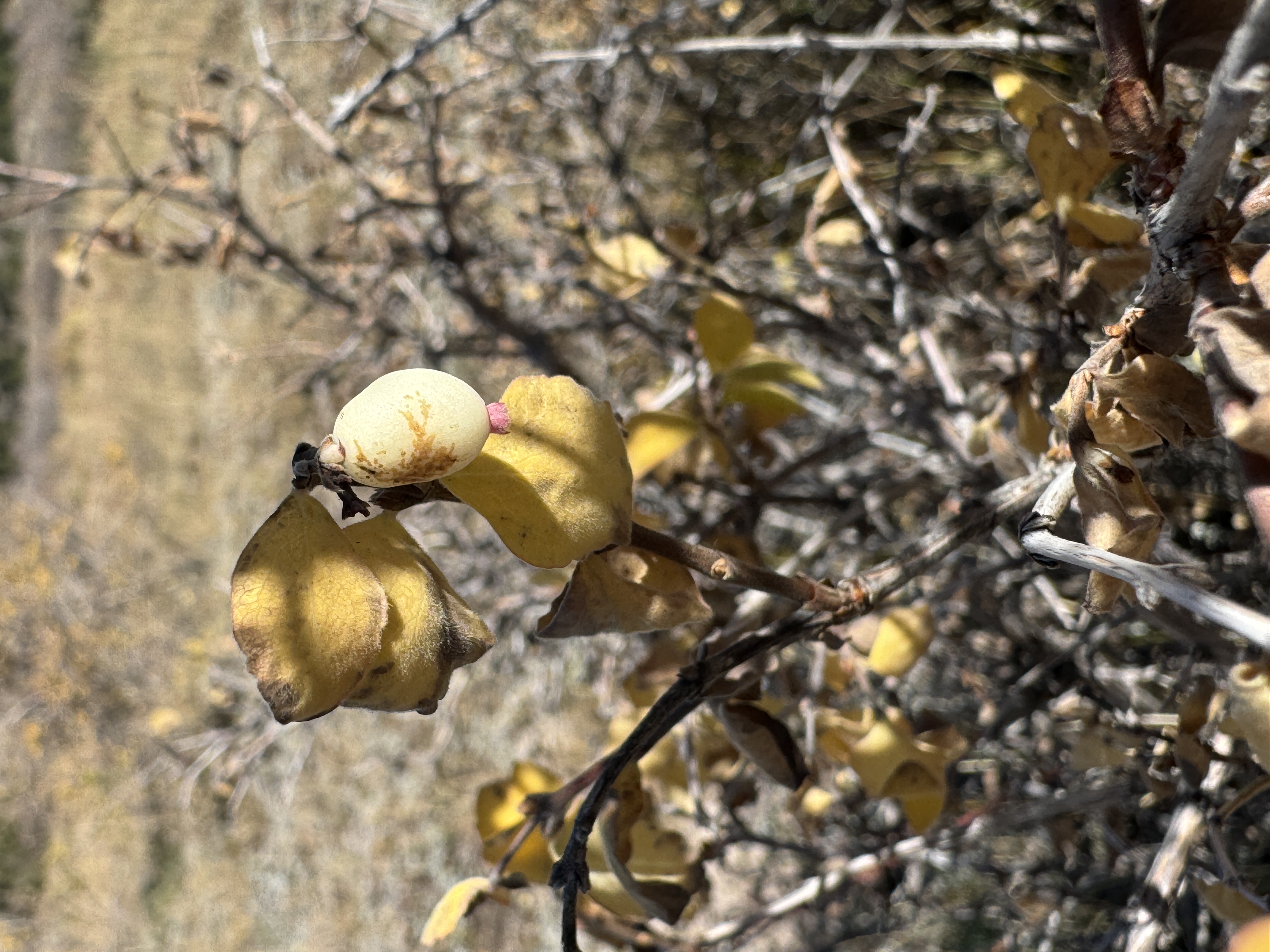 Roundleaf snowberry identified at study site.  