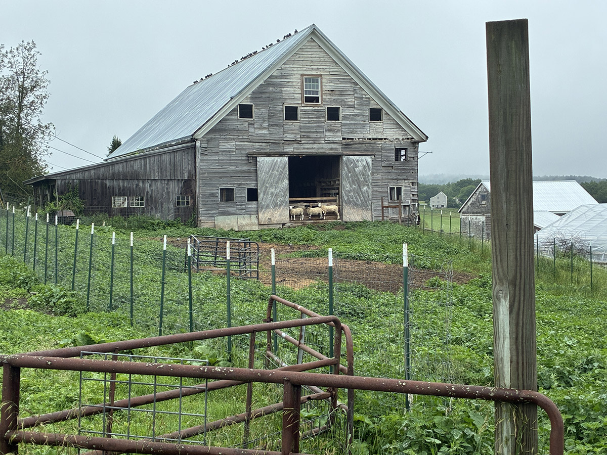A weathered barn with sheep inside