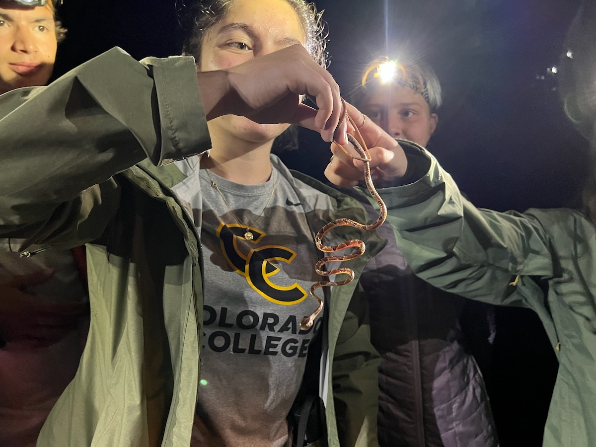 Students looking at a little snake they found at night