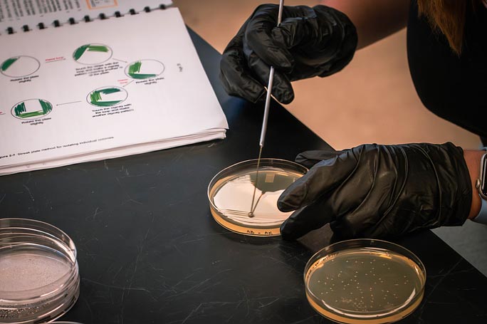 Gloved hands working on a petri dish