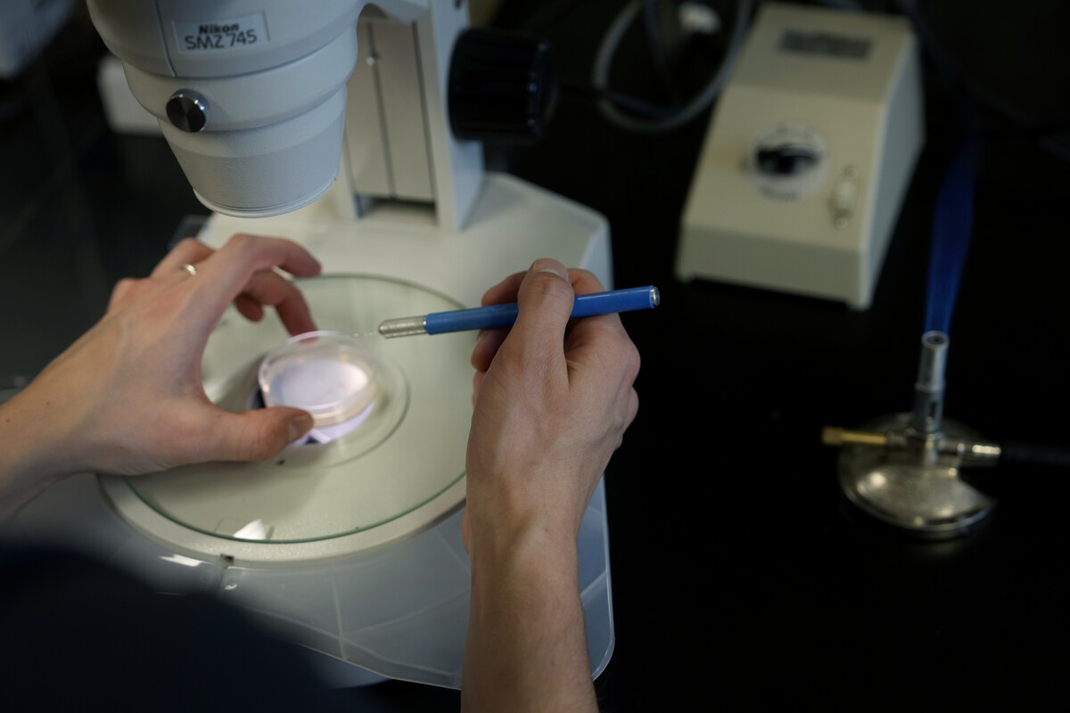 Close up of someone's hands using a tool on a petri dish under a microscope