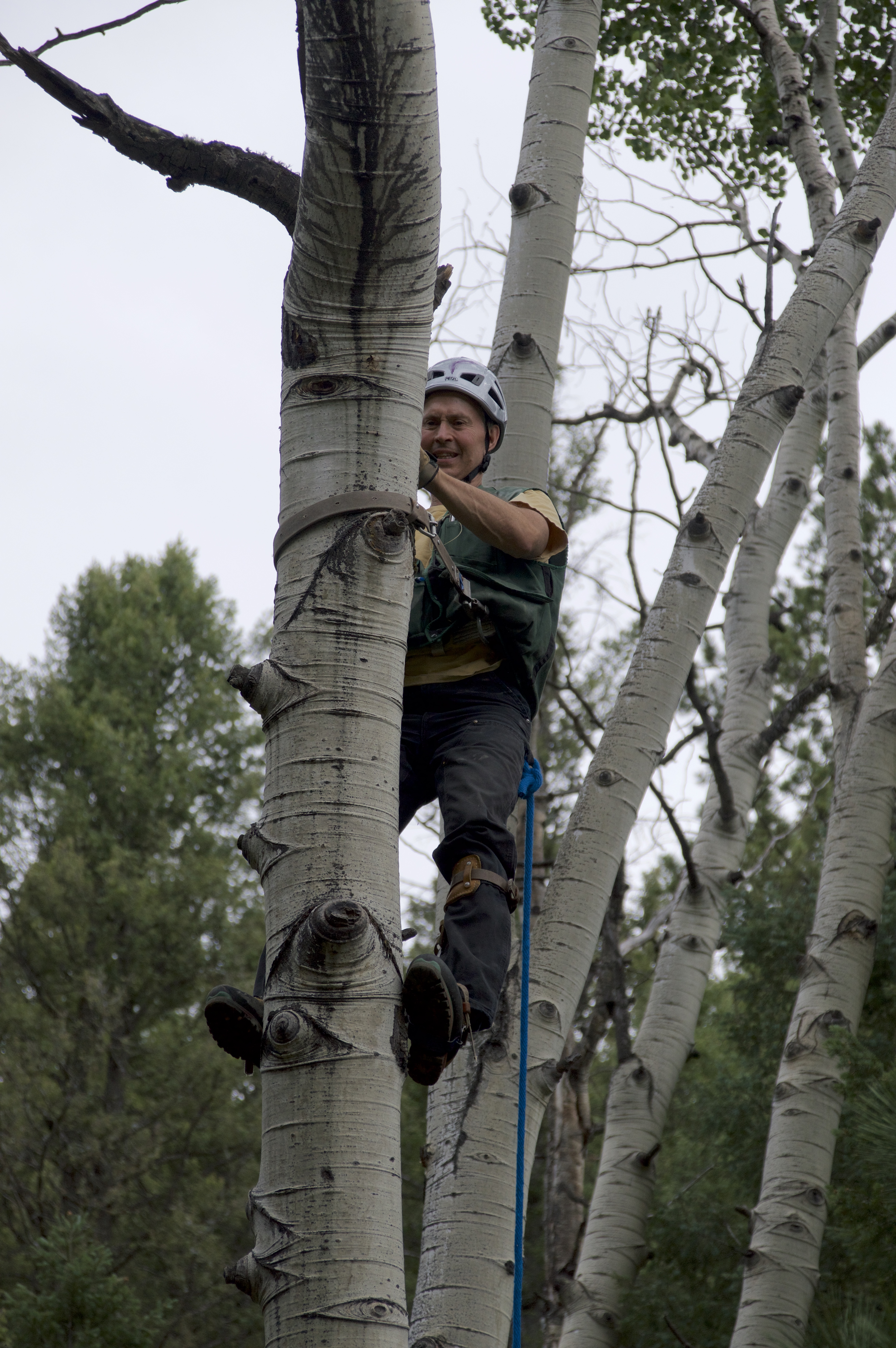 Dr. Linkhart climbing nest tree for Flammulated Owl study. <span class="cc-gallery-credit">[Eliza Stein]</span>