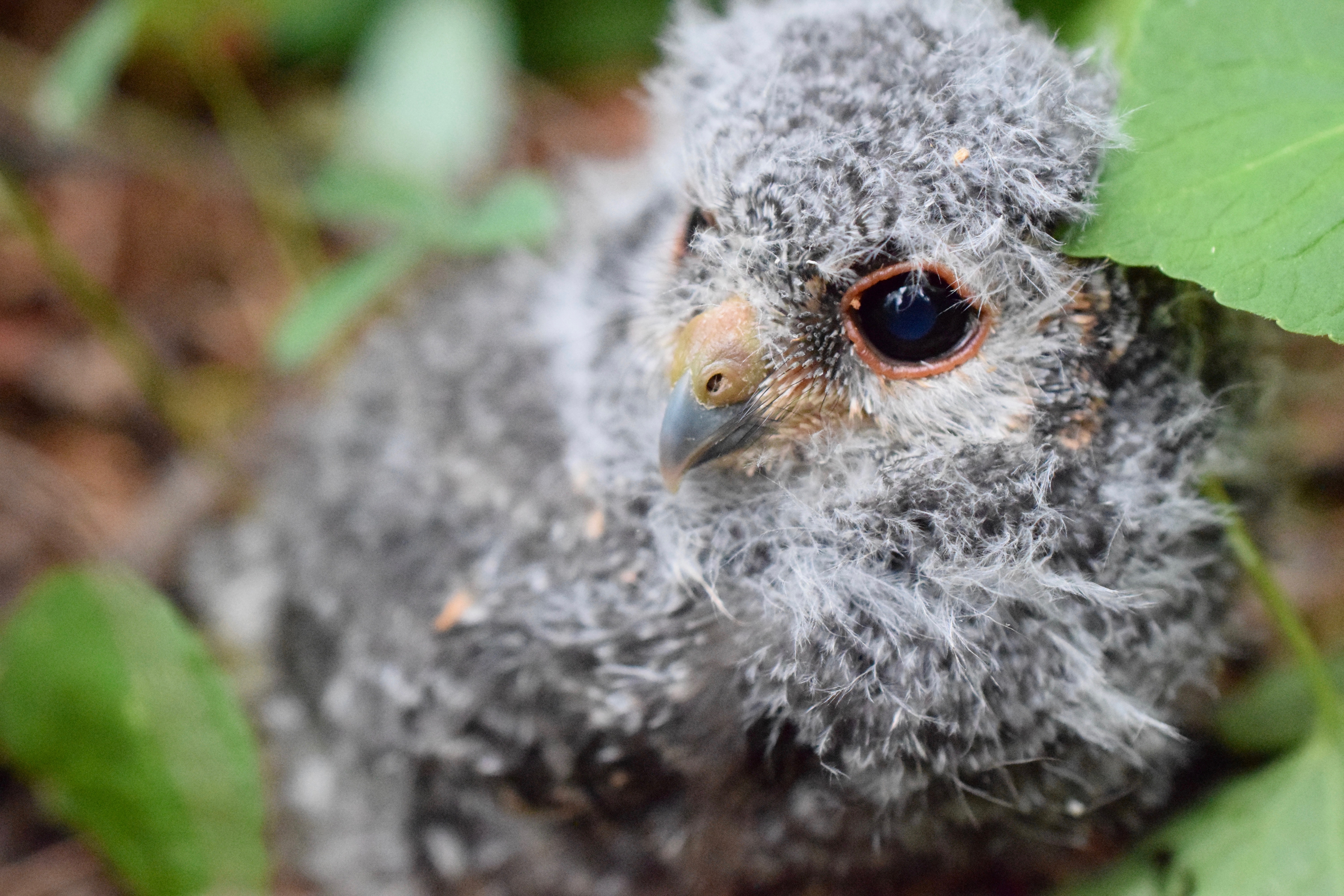 Flammulated owl nestling from Dr. Brian Linkhart's demography study. <span class="cc-gallery-credit">[Kate McGinn]</span>