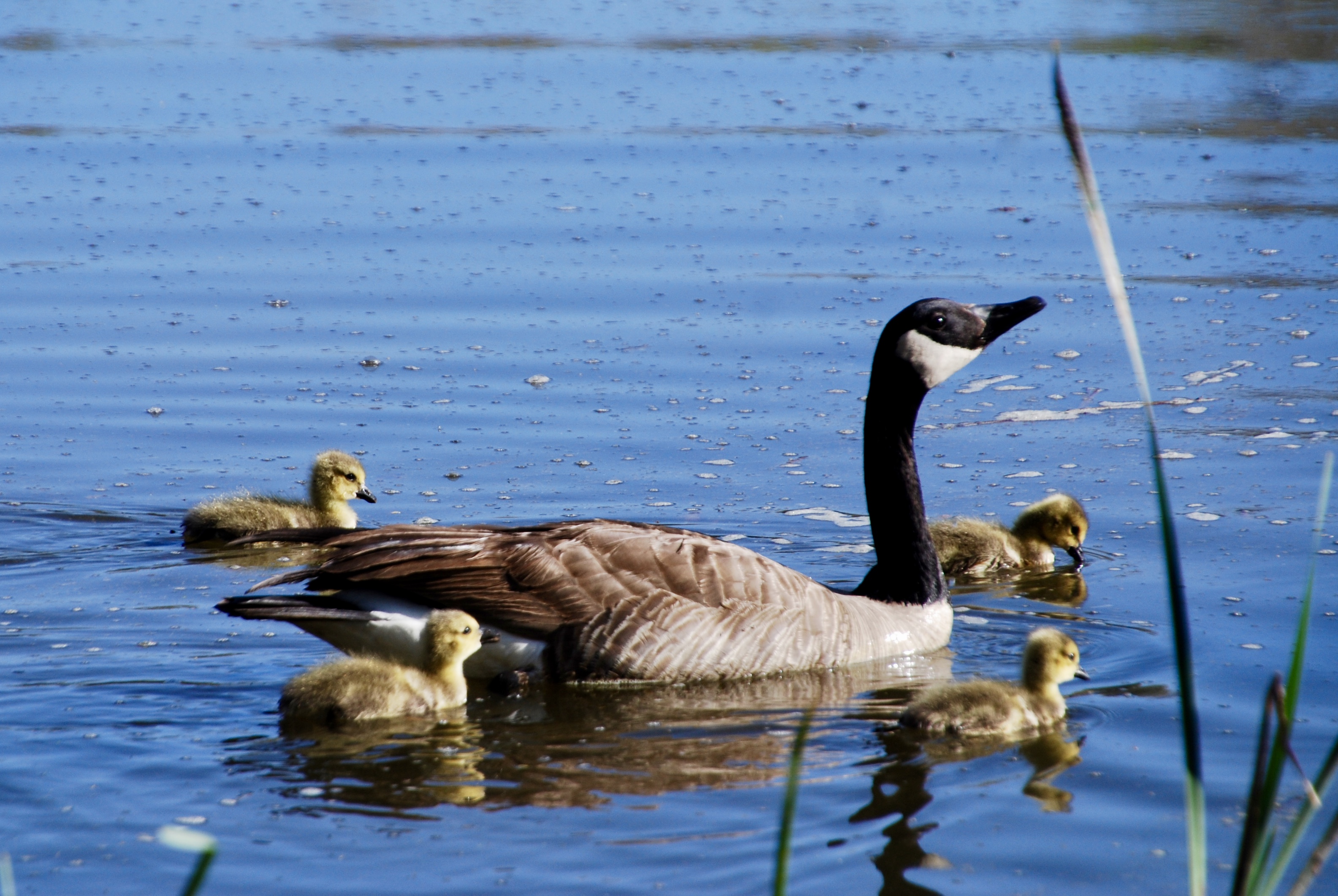 Canada Goose with her young at Fountain Creek Nature Center <span class="cc-gallery-credit">[Olivia Noonan '20]</span>