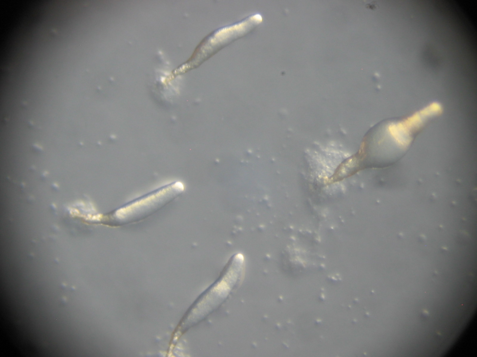 Dictyostelium