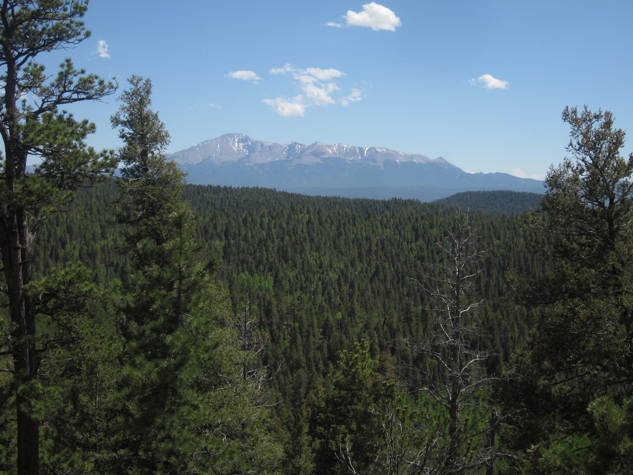 Forest and Mountains