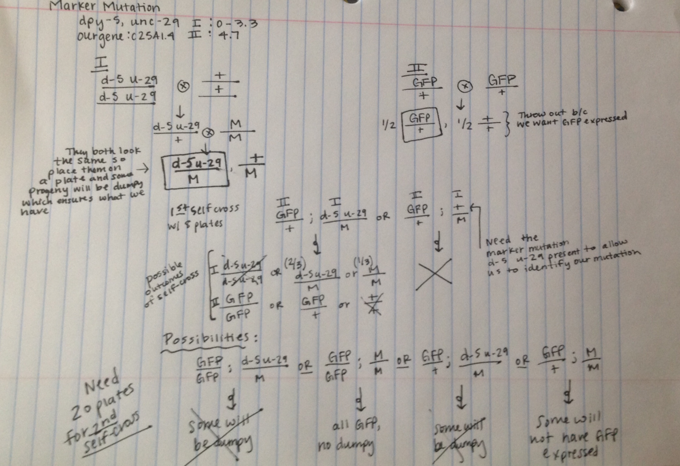 Genetic cross strategy