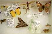 picture of collected insects