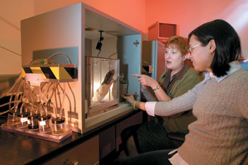 Professor <strong>Lori Driscoll ’94</strong> and <strong>Caitlin Dufault ’05</strong> cheer for Rat A41, who’s been retired from lab work for six months but still remembers how to respond correctly to sequences of light flashes and odors to earn sweet food pellets.