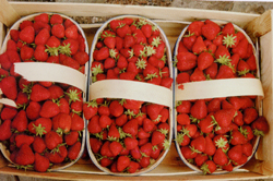 Strawberries in Cotignac, Provence, France