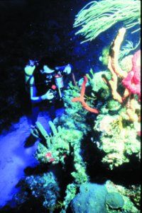Virgin Island coral reef, Photo: D. Kesling, OAR/National Undersea Research Program