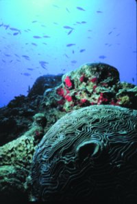 Coral reef, OAR/National Undersea Research Program