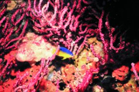 North California coastal reef, Photo: C. Liipfert, OAR/National Undersea Research Program