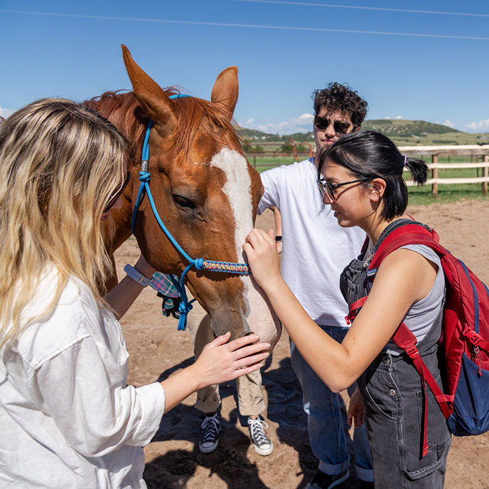 Italian Professor Uses Horses to Help Students Focus