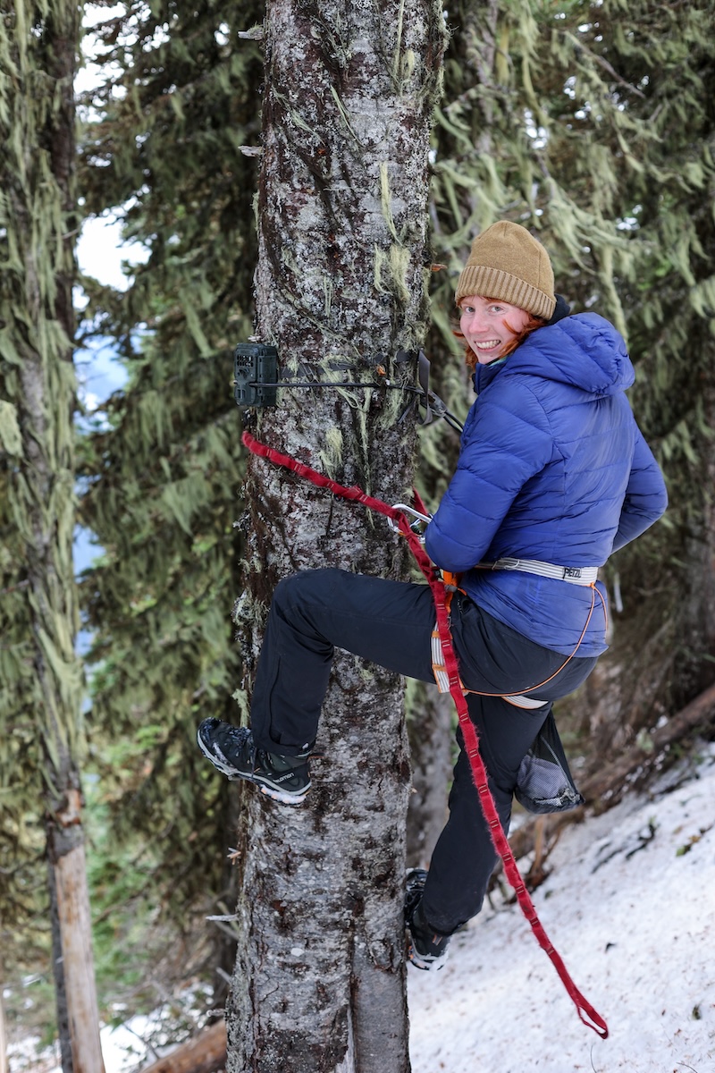 Heather Rolph uses a rope and harness to climb a tree to place a game camera. She looks over her shoulder smiling at the camera.