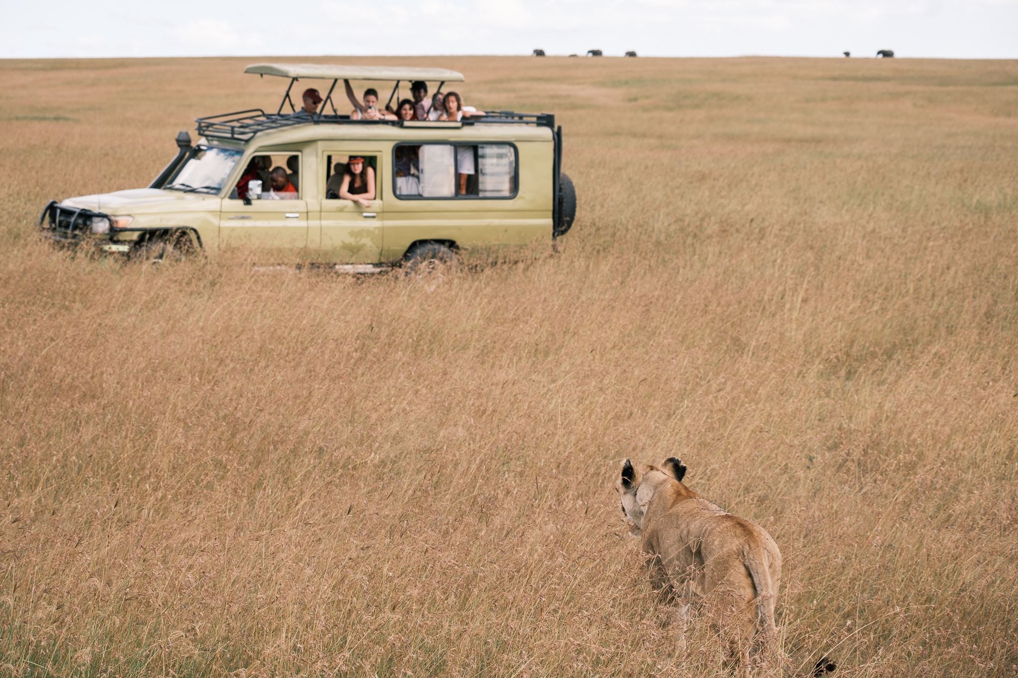 Students get up close with a curious lion on a game drive. Photo by Sam Nystrom Costales ’25.