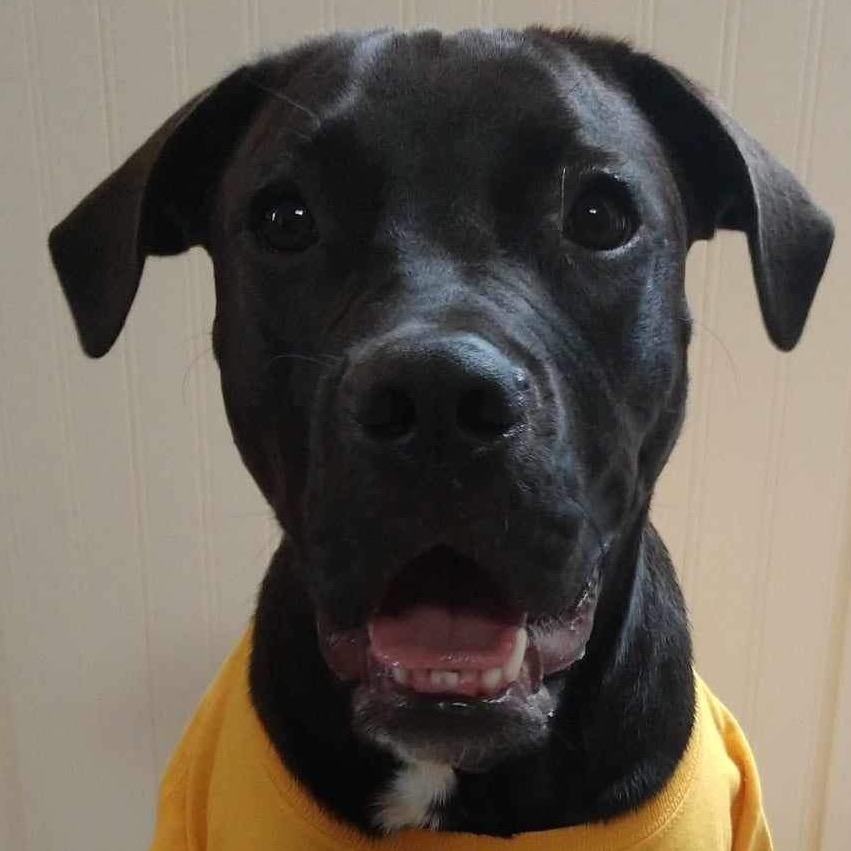 Anthropology Professor’s Therapy Dog Reduces Student Stress Level