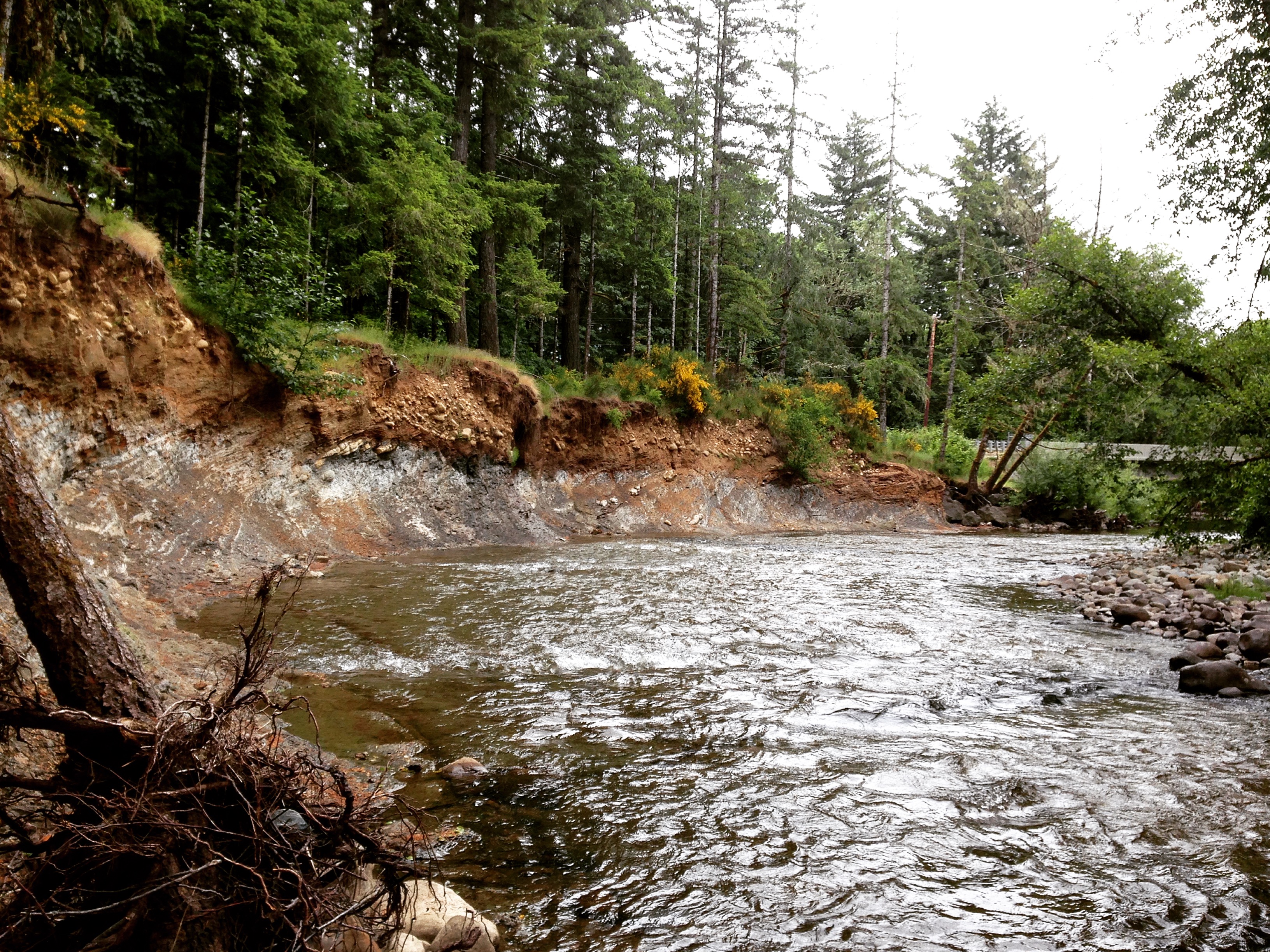 A meandering bedrock river near the Oregon field site — on the left you can see the banks made of bedrock, with some river gravel on top. The river is migrating to the left, and as a consequence, has eroded away the right bank, leaving behind a small cobble bar but no defined bank.