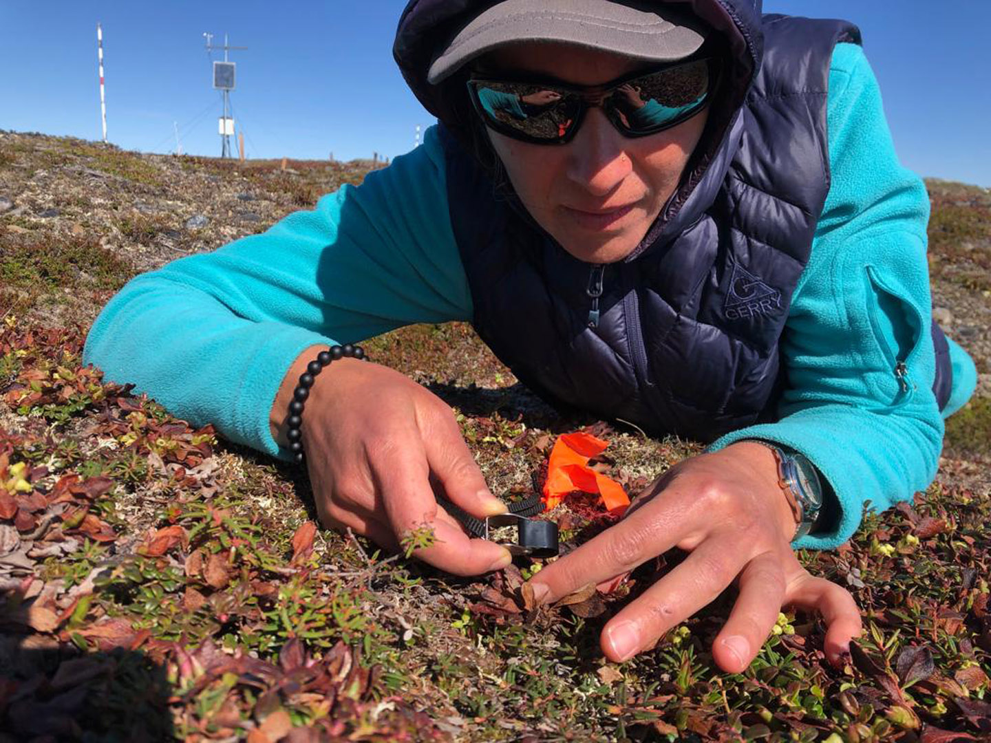 Roxaneh Khorsand, a visiting assistant professor in the Department of Organismal Biology and Ecology, using a hand lens to study the tiny flowers of Arctous alpina in June 2019. Photo taken by Hayes Henderson.