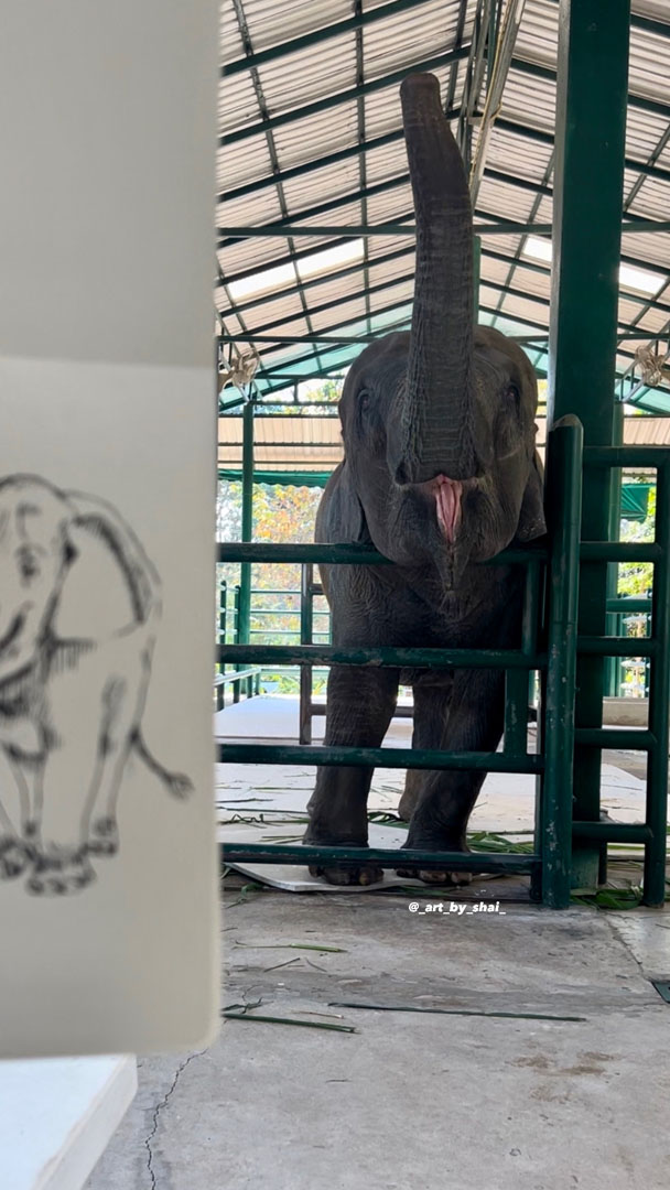 Boonmee gives Gutierrez a trunk's up salute after seeing her sketch near her stall at the FAE Hospital.