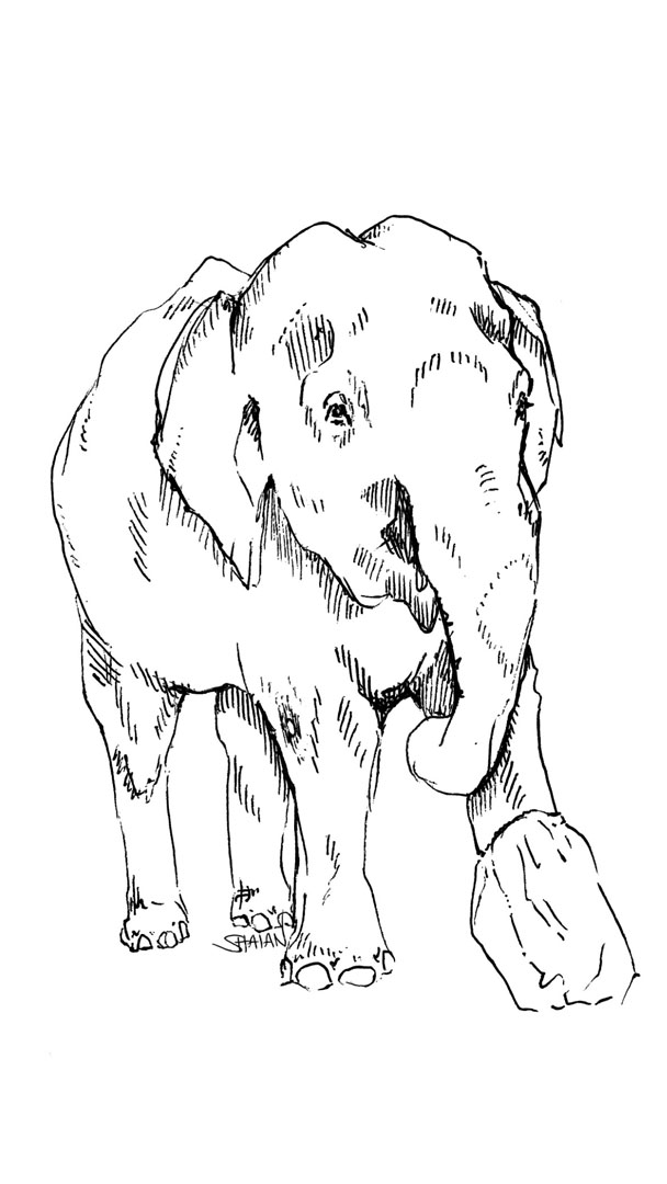 A close-up look at Gutierrez's sketch of Motala, who injured her leg stepping on a land mine while working as a logging elephant in Myanmar.