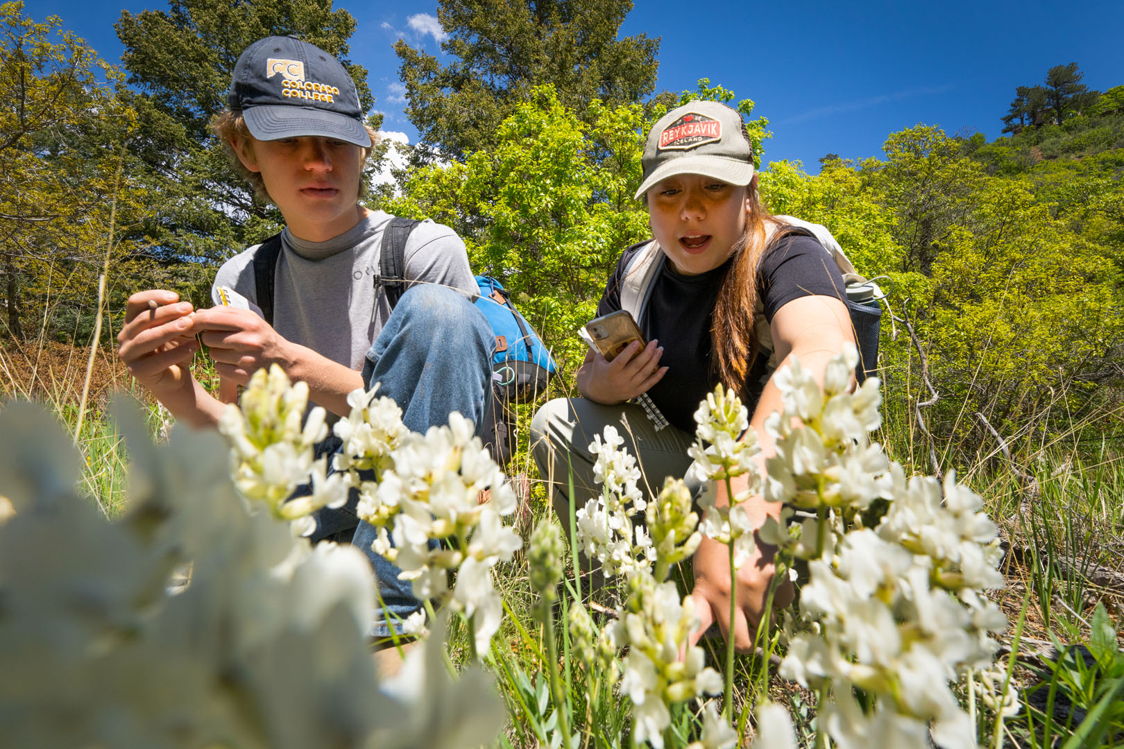 Luke Stanley ’25 and Alejandra Mendoza ’24 examine an Oxytropis sericea (Fabaceae) during the BE202 Field Botany class trip to Blodgett Peak on June, 6, 2023. Photo by Lonnie Timmons III / Colorado College.