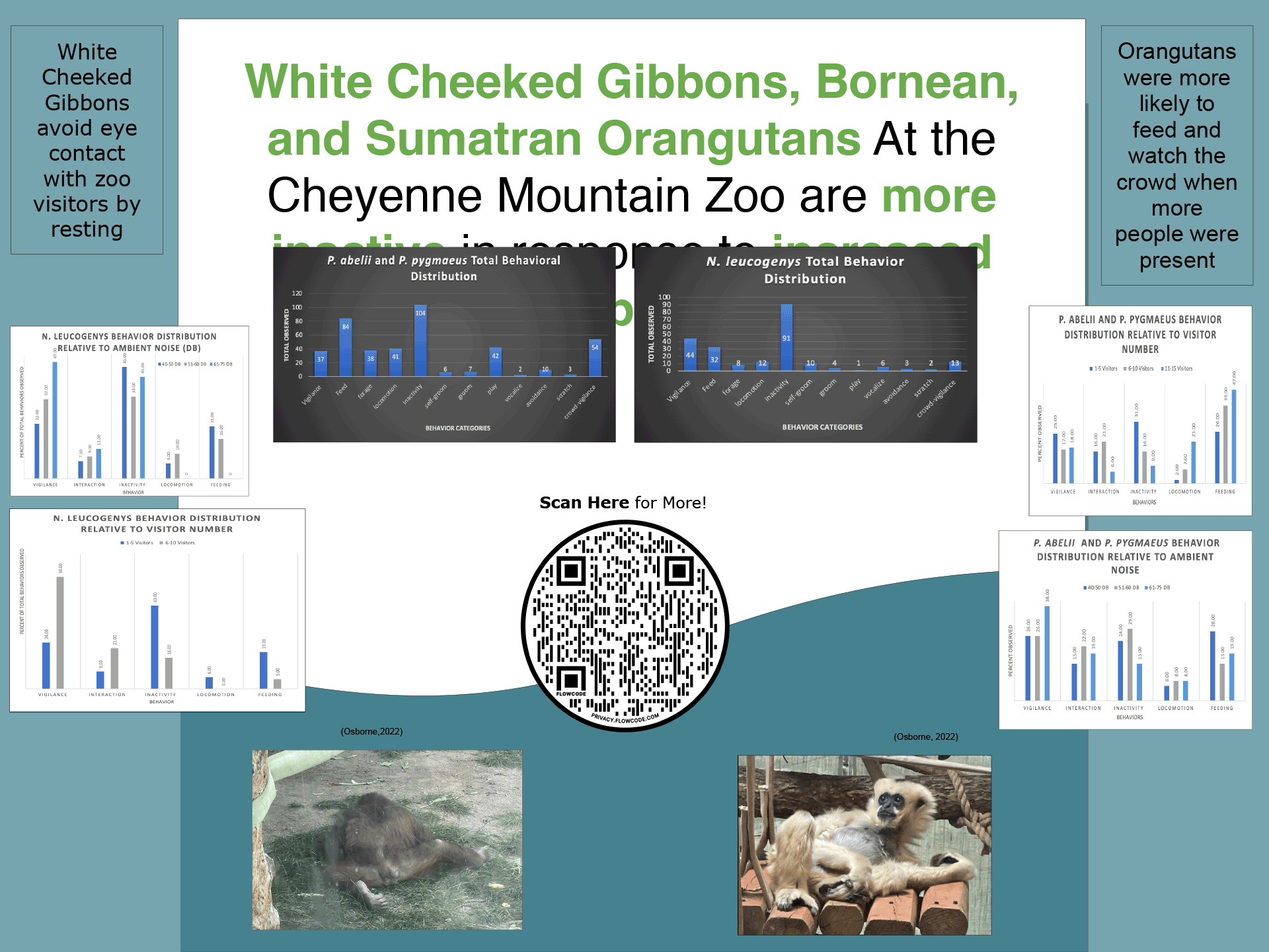 Pictured is Isabel Osborne's research project on the effect of visitor number and ambient noise on white-cheeked gibbon and orangutan behavior for her class on primatology. The QR code on her poster leads to a powerpoint with more information. Submitted by Isabel Osborne ’23.