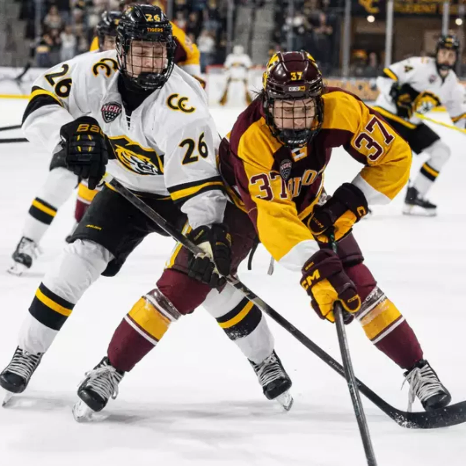 Tigers and ASU to Play for Ed Robson Cup Beginning in 2026-27