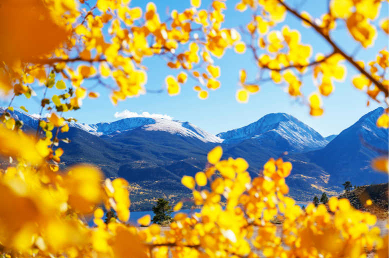 Aspen trees 