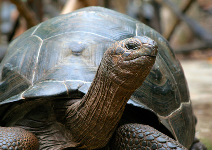 A Galapagos tortoise