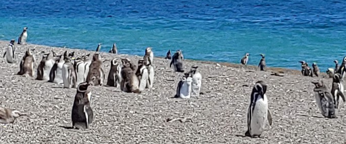 Penguins on the Patagonian coast