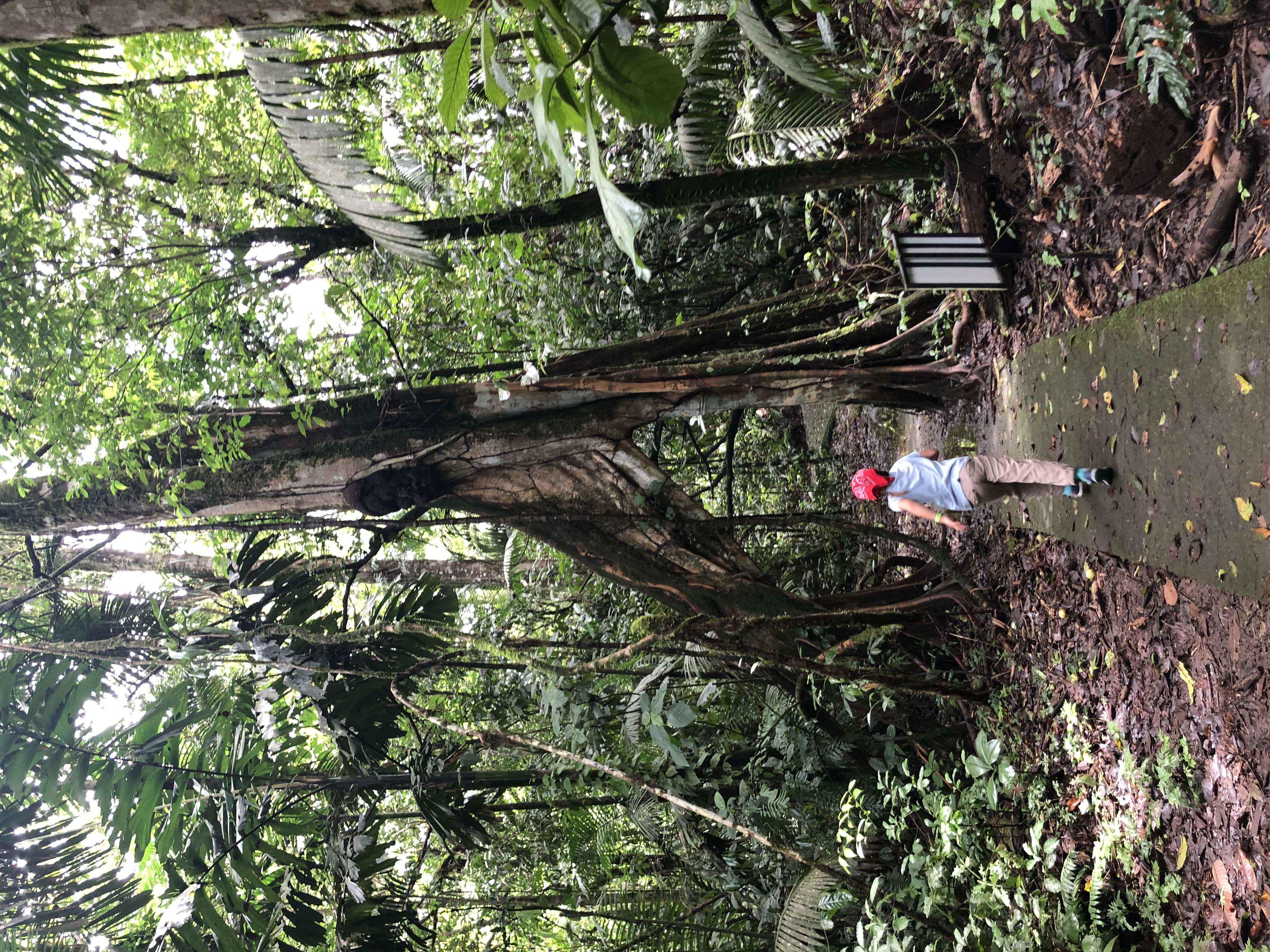 A rainforest path with a lone hiker. 