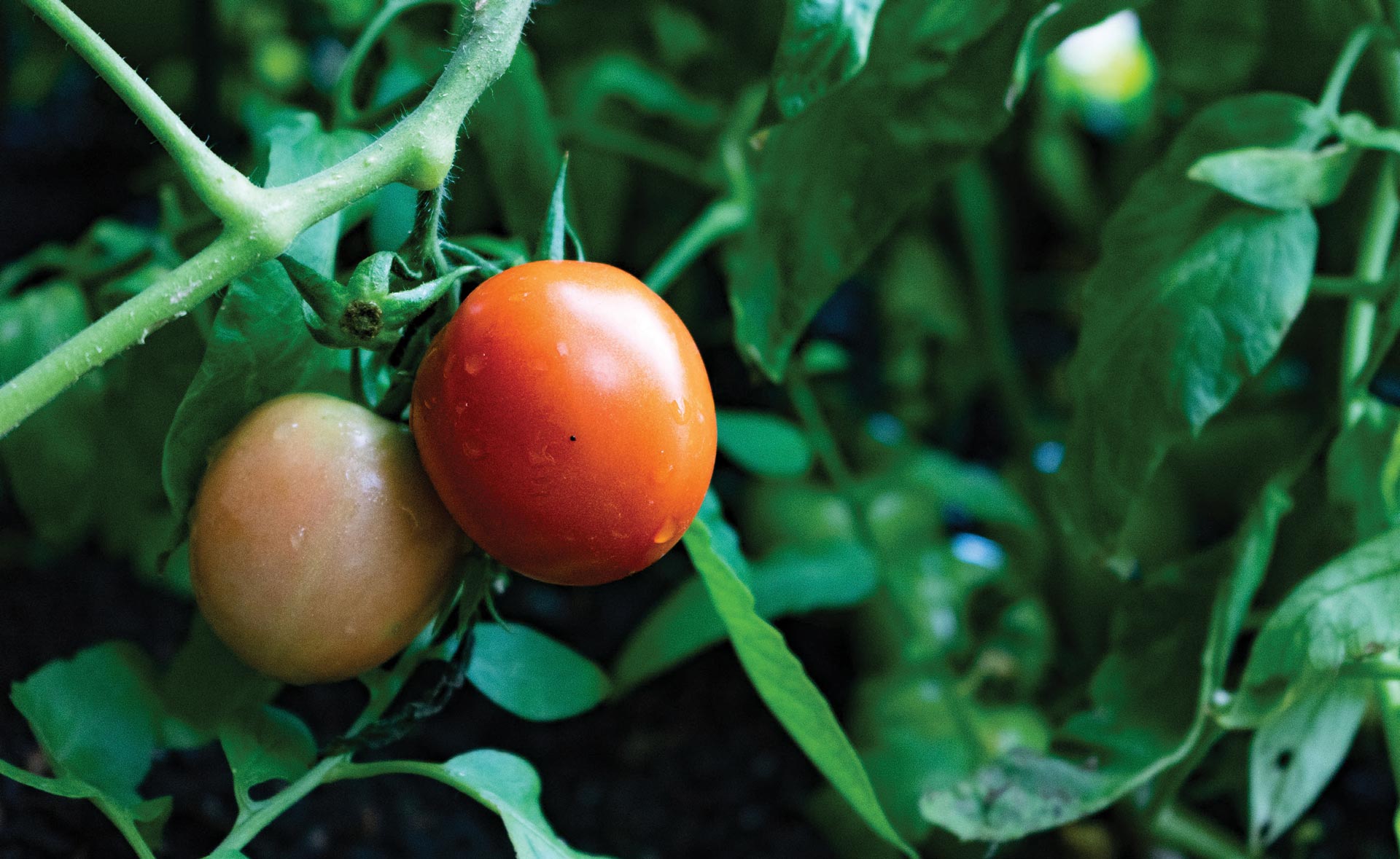 tomato plant