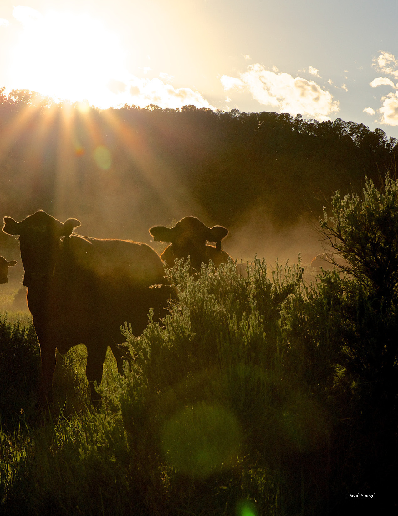 2015-ranching.jpeg
